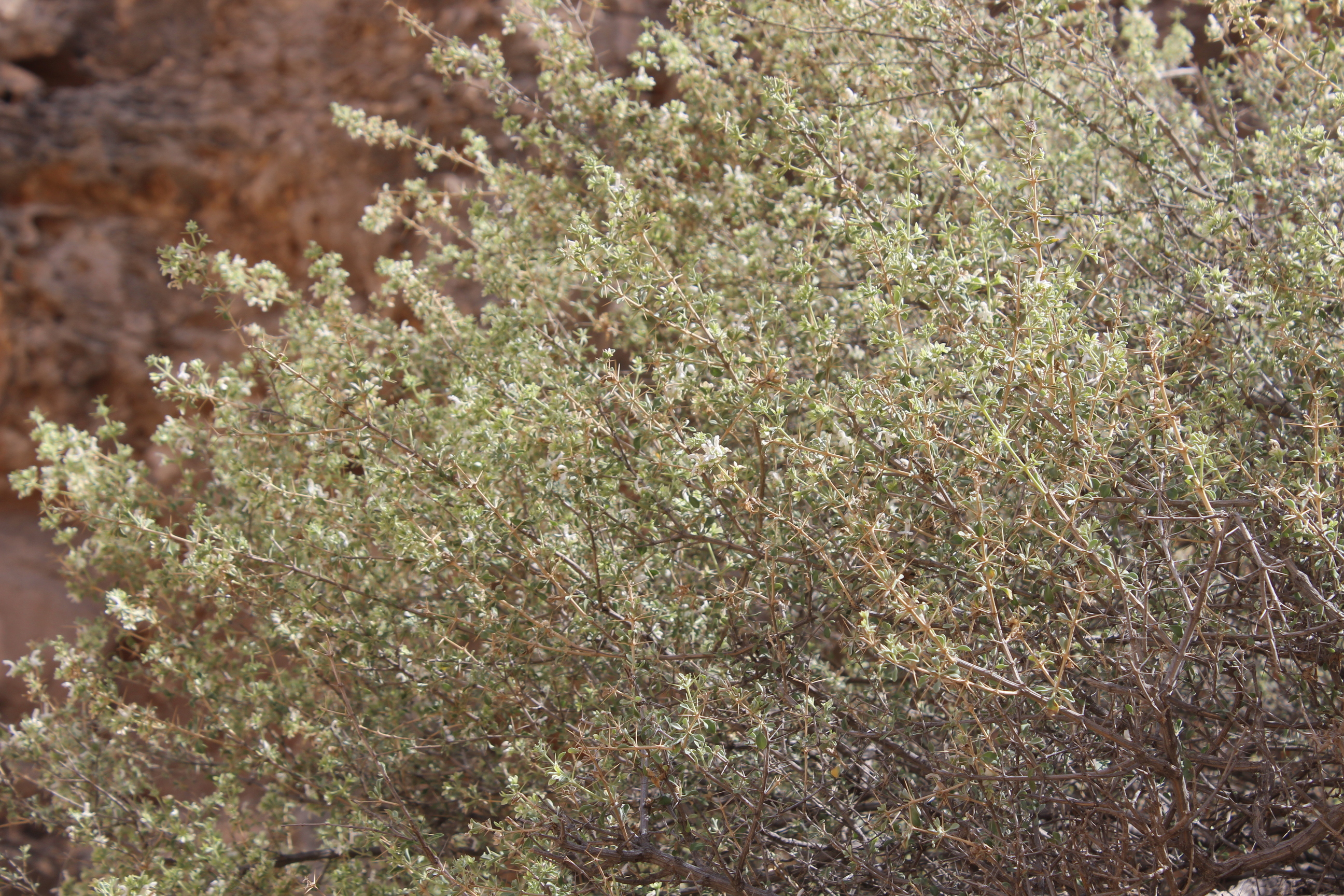 Plant Image